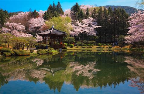 Bomun Lake Resort: A Tranquil Oasis and Playground for Every Age!