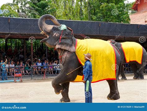 Nong Nooch Tropical Garden: A Kaleidoscope of Cultures and Thrilling Elephant Shows!