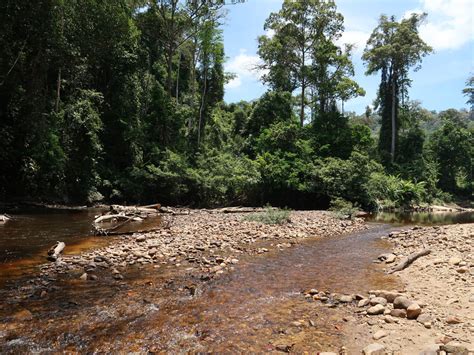 Taman Negara: Immerse Yourself in Malaysia's Untouched Wilderness and Ancient Rainforest Treasures!